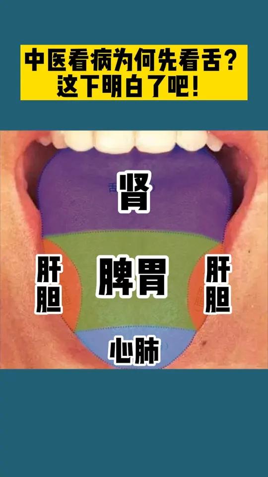 中医说:舌苔辩证、那么舌头里面、不同部位代表这我们内脏哪些地方呢