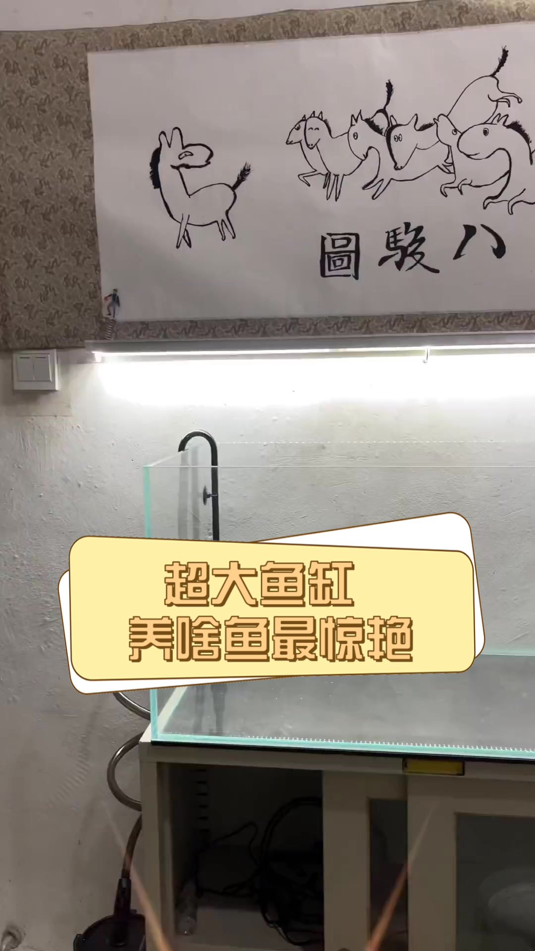 超大鱼缸,养啥鱼最惊艳