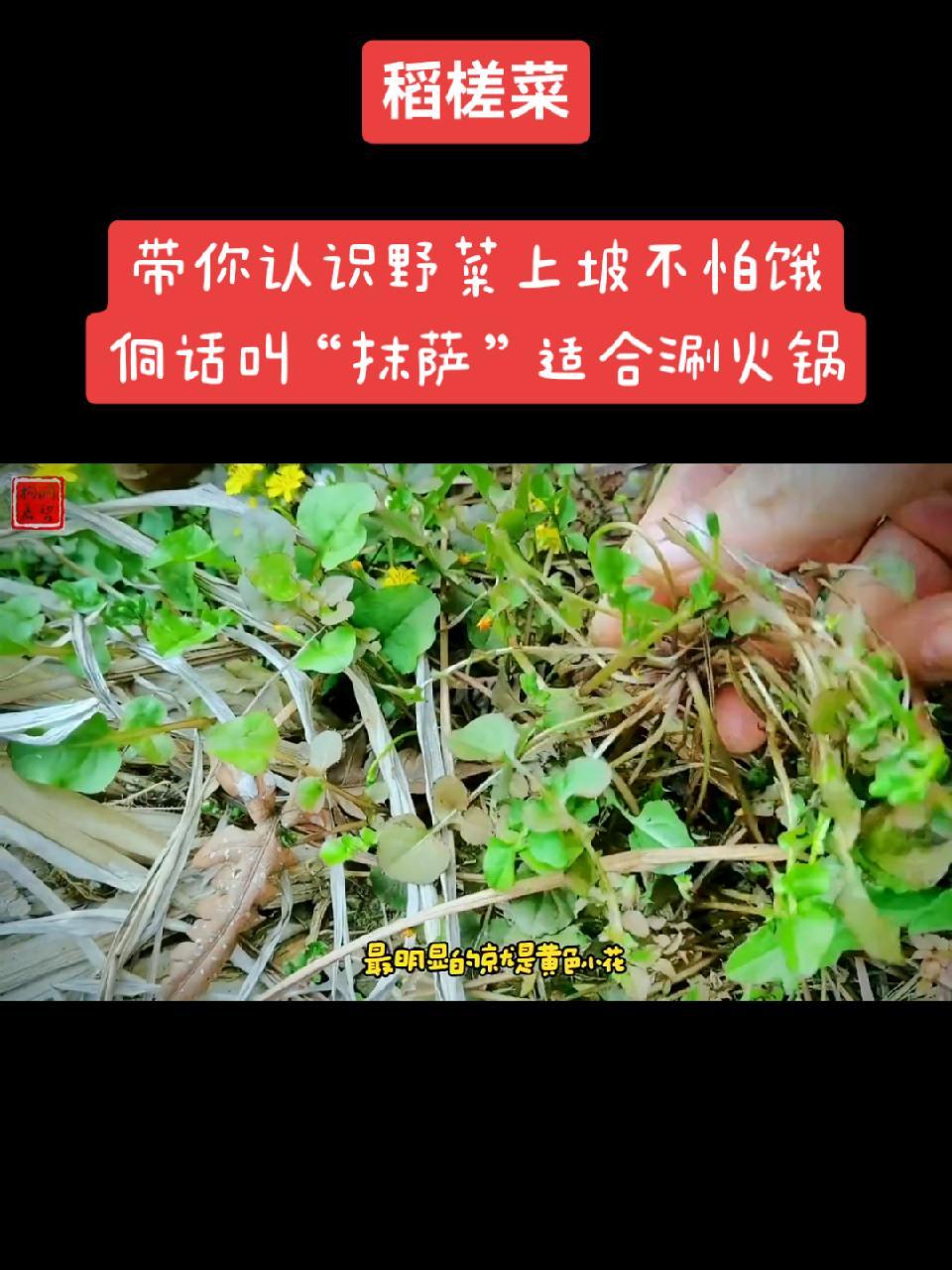 当季应食的野菜～稻槎菜 喜欢春天是有原因的,因为春天可以吃到很多的野菜。蛰伏了一冬被鱼肉腐