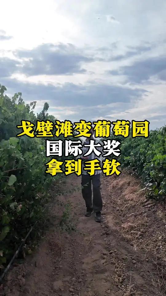 戈壁变葡萄园?新疆红酒丝滑到法国人都服气!来天山脚下喝杯“中国拉菲” 新疆葡萄酒大美新疆精
