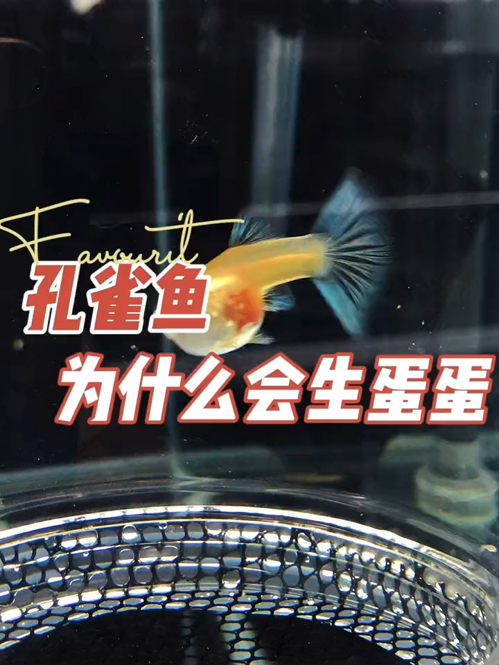 孔雀鱼为什么会生蛋?不是下小鱼的吗?