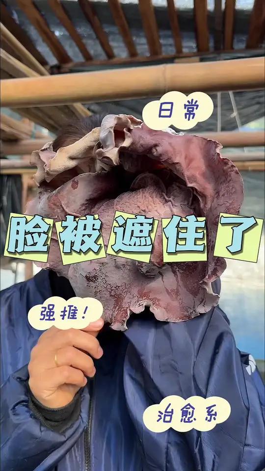 我脸被什么遮住了!原来是我们家头茬的白背毛木耳啊!这款白背木耳营养丰富、价值高!冬天火锅必