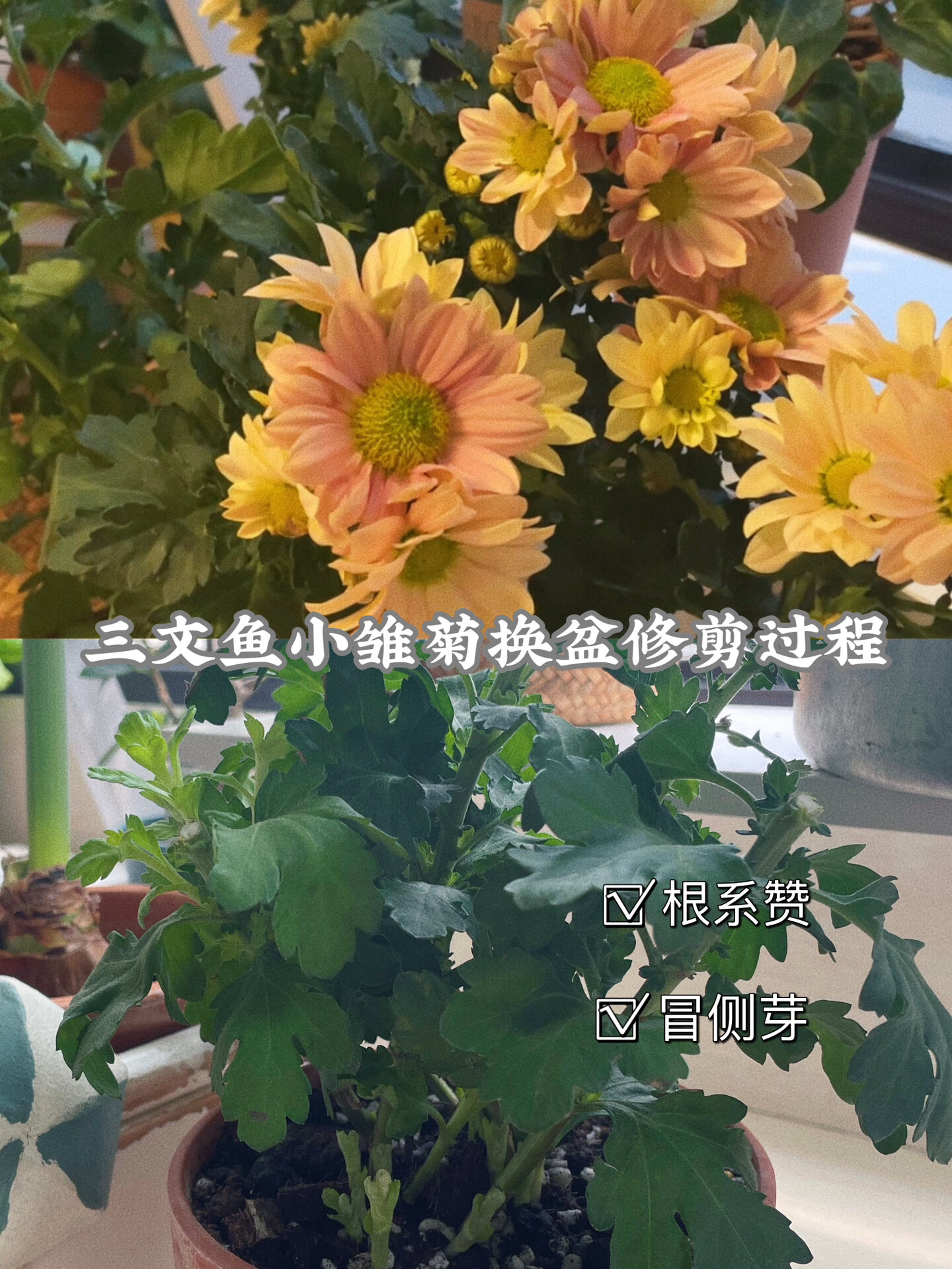 三文鱼小雏菊花后修剪注意事项