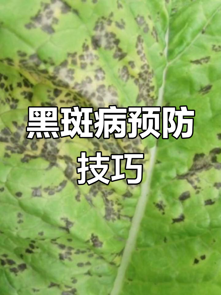 大白菜黑斑病防治全攻略