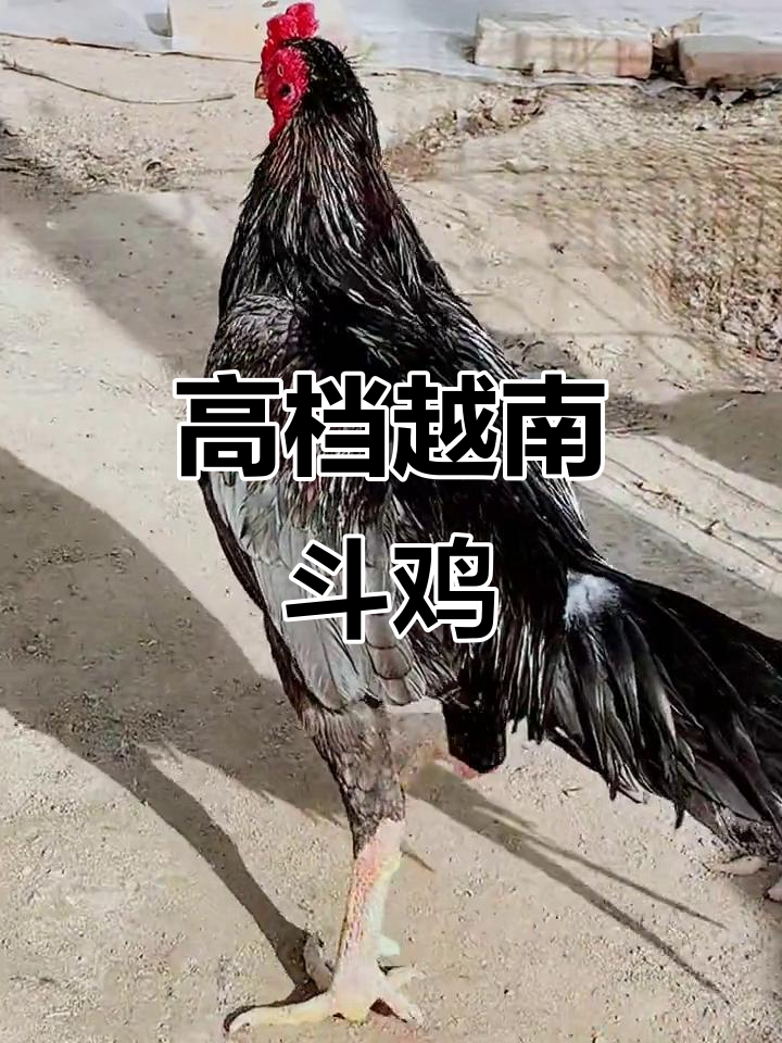 越南斗鸡纯种母鸡,超大骨架与鹰眼眼神的完美结合