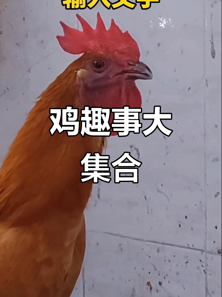 鸡的搞笑日常,竟然能让人笑出声!