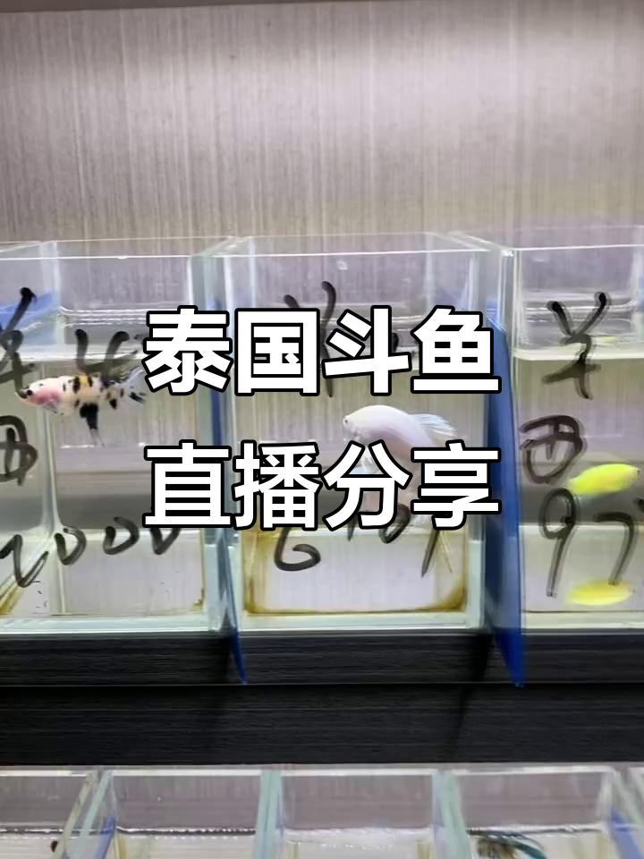 泰国斗鱼直播,熊猫半夜公鱼和狮王糖果精彩展示