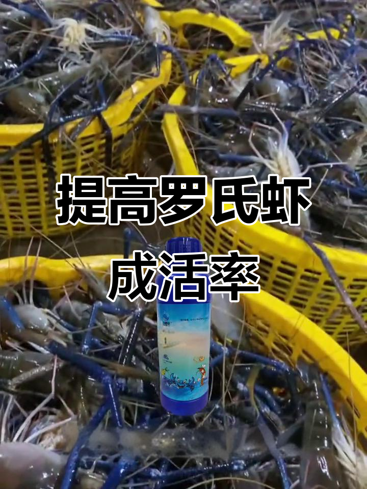 罗氏虾养殖技巧:盐度控制与水质管理