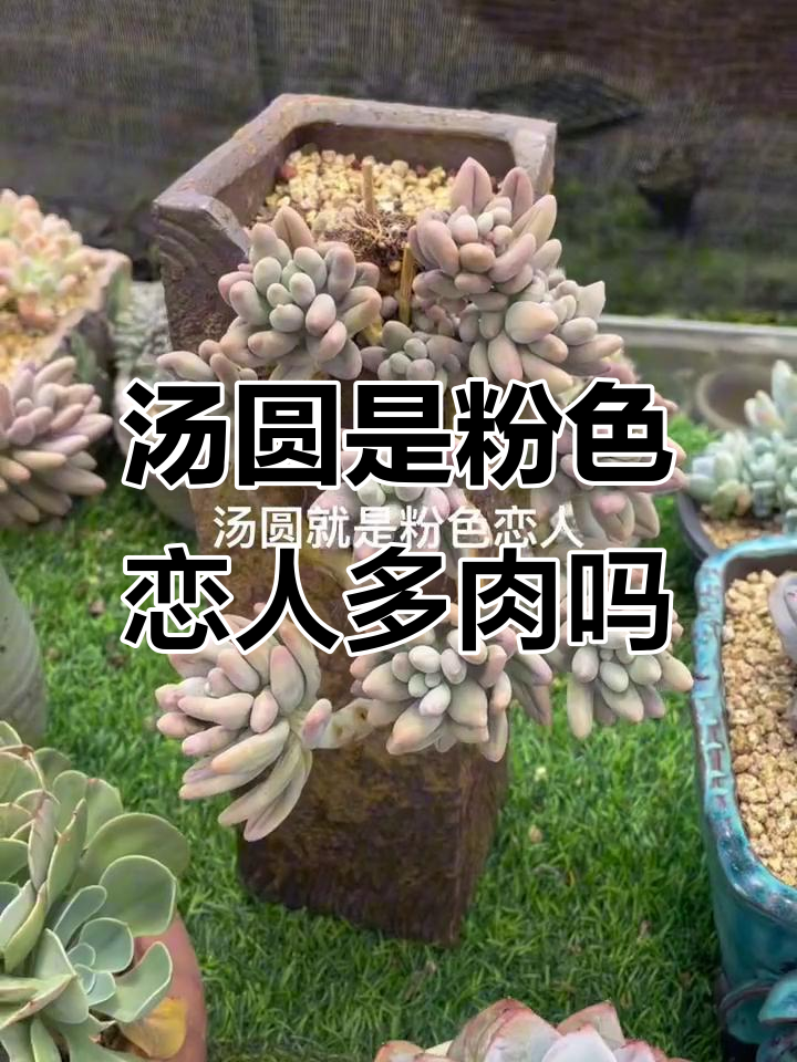 汤圆真的是粉色恋人?揭秘多肉杂交与养护技巧