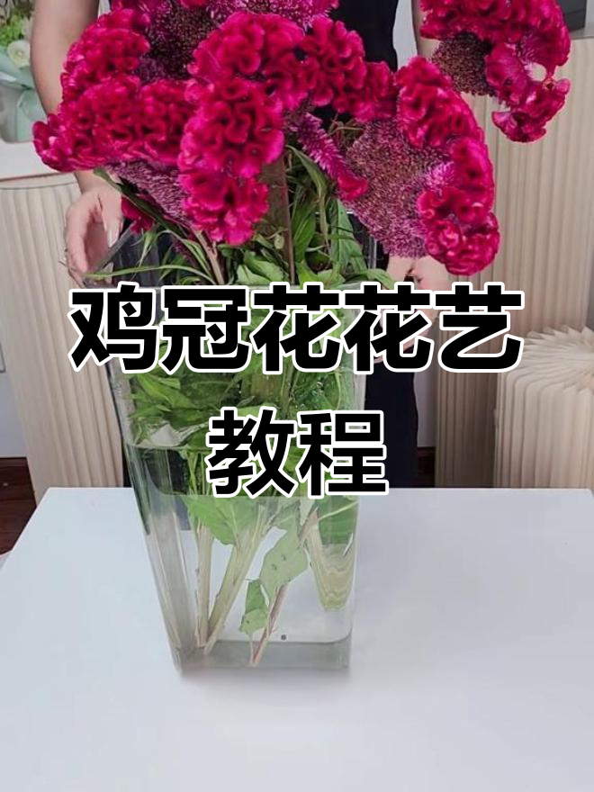 鸡冠花养护全攻略:从醒花到插瓶技巧