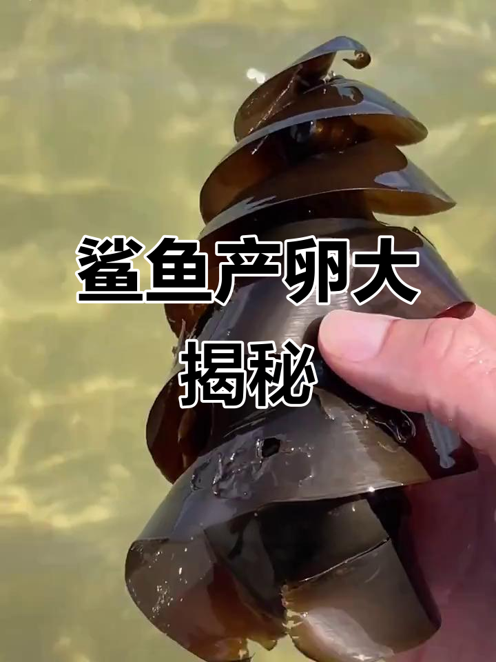 鲨鱼卵的神奇螺旋壳，揭秘它们如何孵化小鲨鱼的秘密