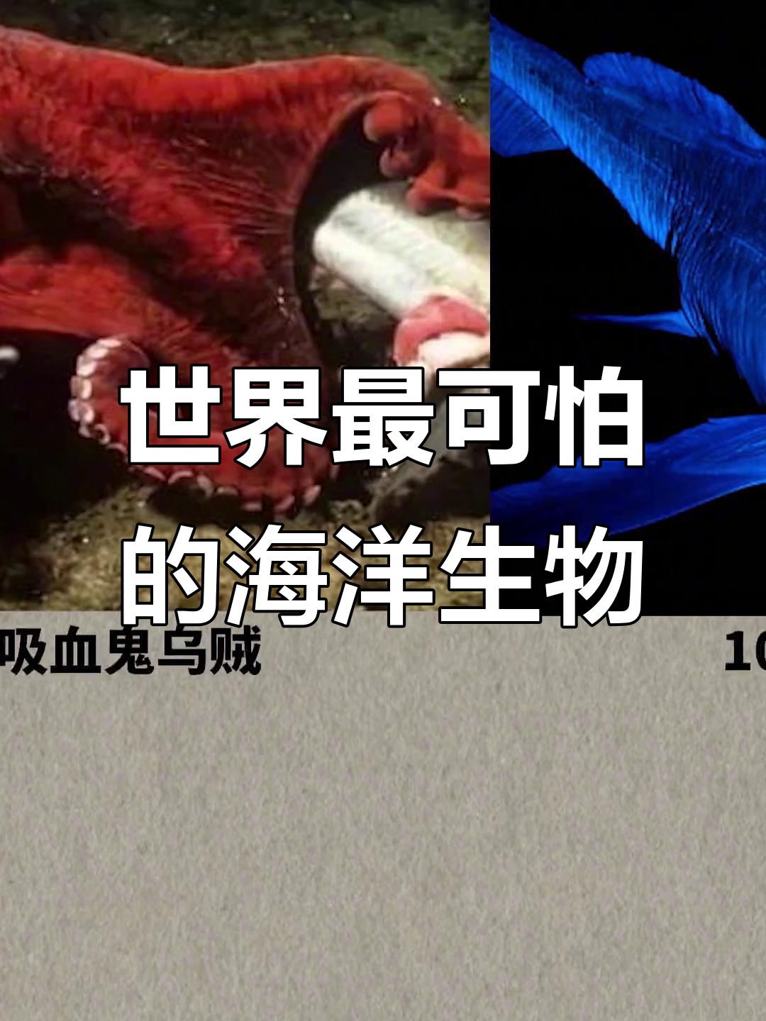 揭秘十大恐怖海洋生物,巨型章鱼竟是最后一位!