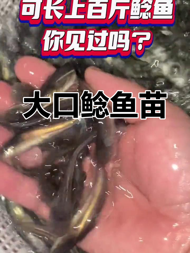 南方大口鲶:适应南北养殖,肉食性鱼类