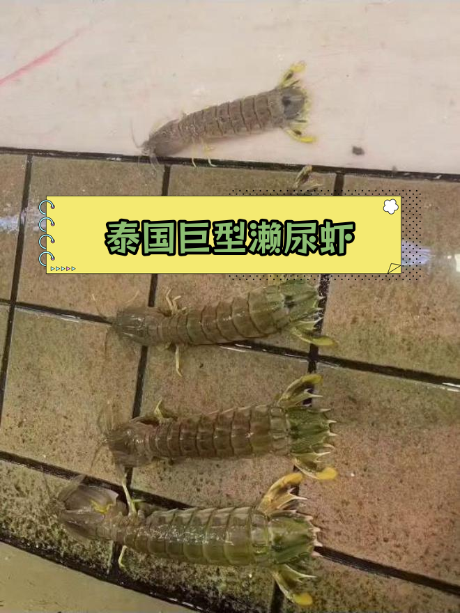泰国巨型濑尿虾,海鲜中的“富贵”之王