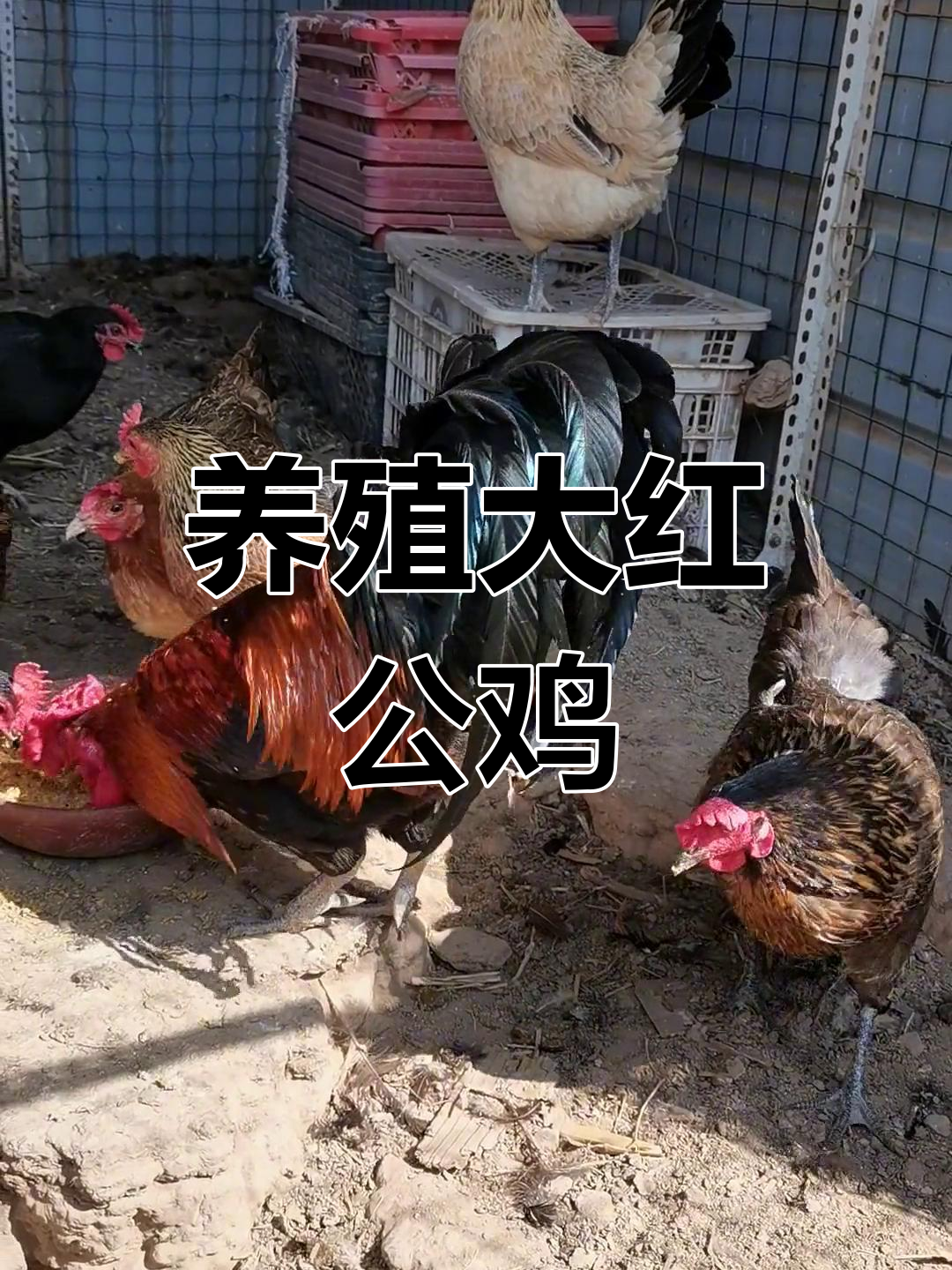 经典老品种红公鸡,花冠土鸡养殖