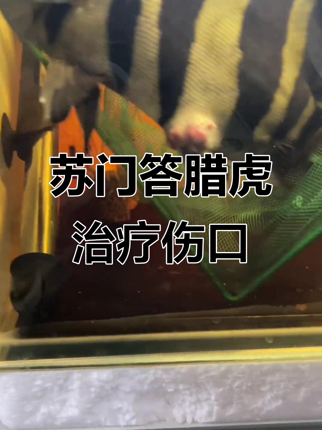 苏门答腊虎伤口处理全过程,烂肉清理与水质维护
