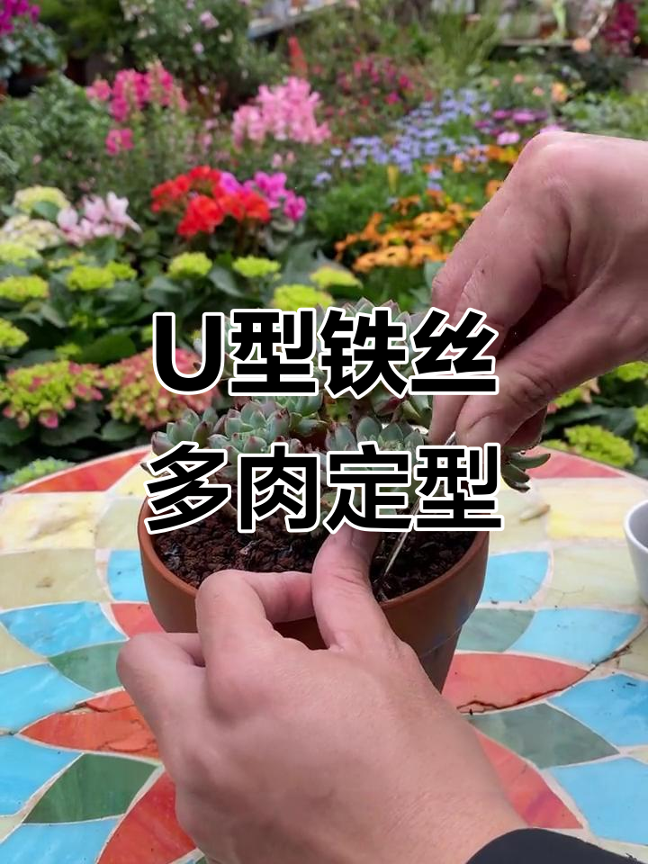 多肉植物固定技巧,U型铁丝轻松支撑悬崖桩造型