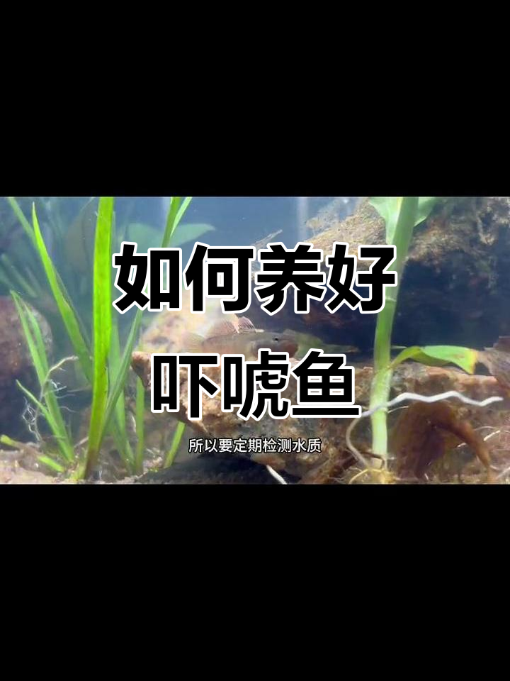 虾虎鱼饲养全攻略:如何打造理想水族环境