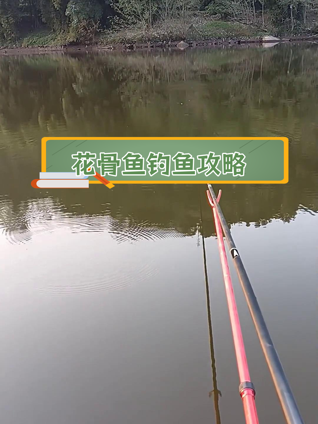 龙溪河夜钓花骨鱼技巧分享