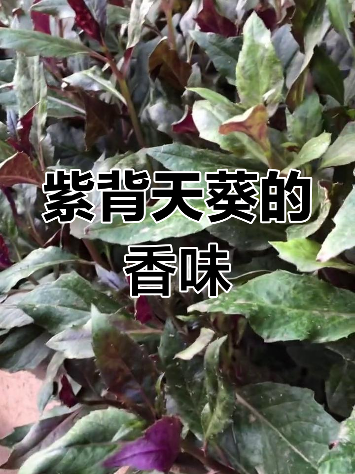 紫背天葵:一种独特美味,火锅凉拌皆宜