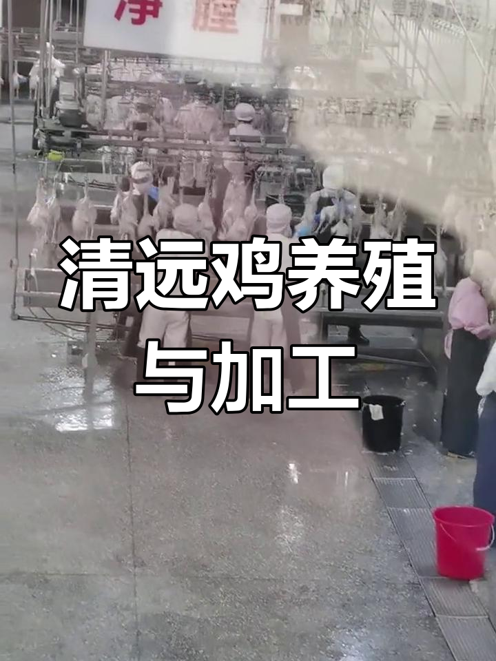 清远最大屠宰场揭秘,养殖基地探访