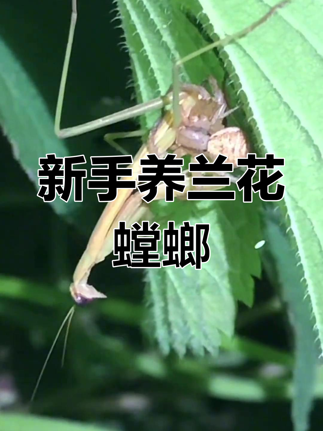蚯蚓并非万能鱼饵,鱼儿上钩的真正原因揭秘!