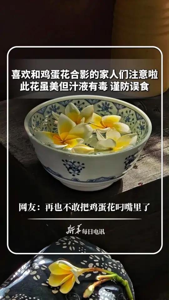 喜欢和鸡蛋花合影的家人们注意啦!此花虽美但汁液有毒,谨防误食。网友:再也不敢把鸡蛋花叼嘴里
