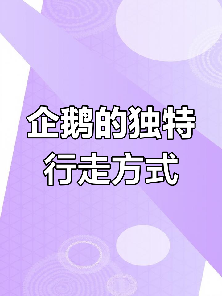 企鹅走路摇摆又滑行,摔倒后继续前行