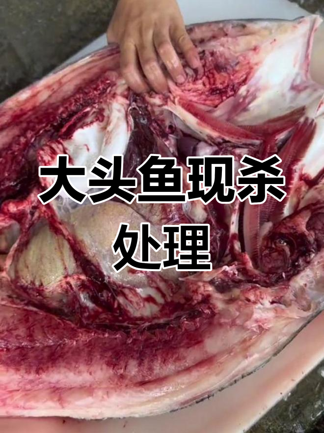 30斤大头鱼现杀,老板请客留大鱼