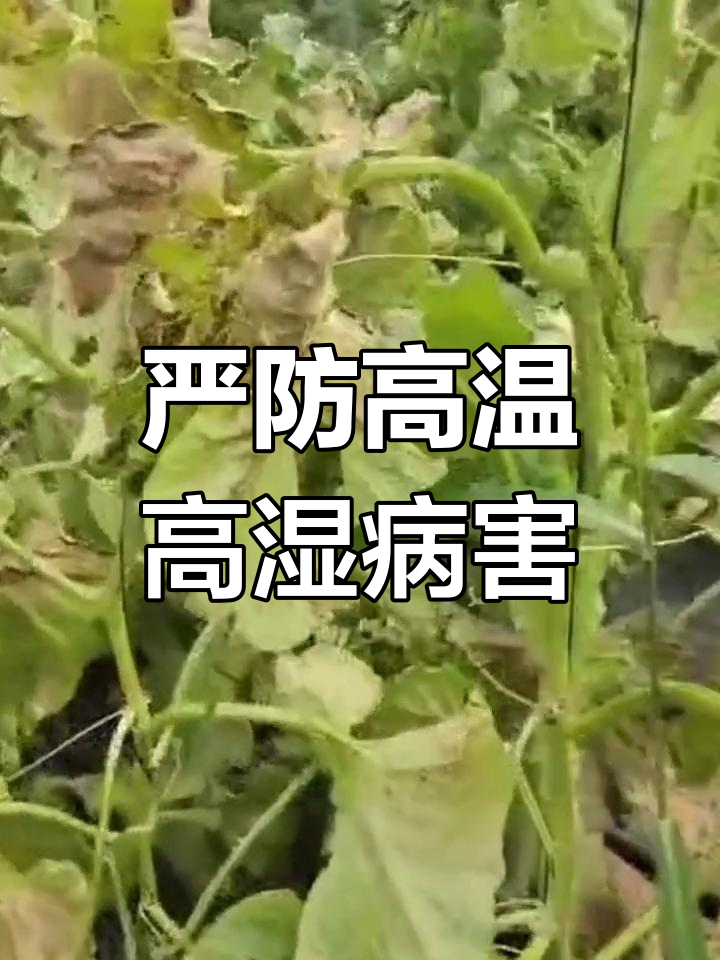 高温高湿来袭,细菌性叶枯病爆发!如何应对?