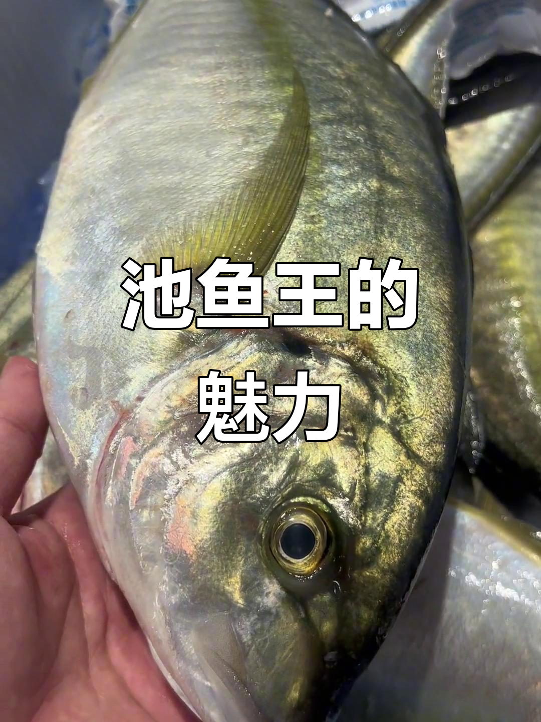 池鱼王刺身为何如此受欢迎?揭秘背后的美味秘密!