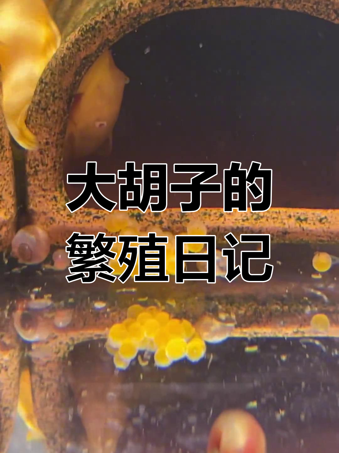 黄金大胡子产卵与孵化过程