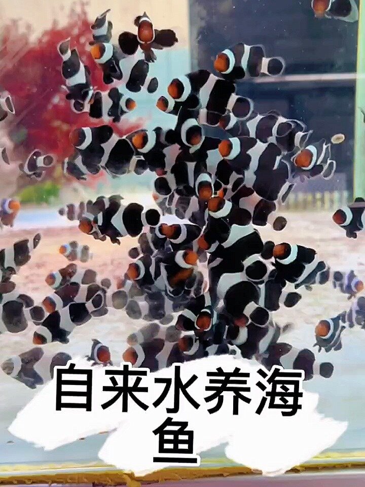 自来水养海鱼