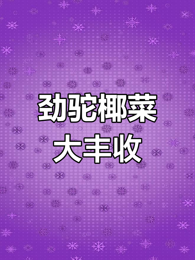 劲驼椰菜果丰收,农户喜报最高收购价1.8元/斤