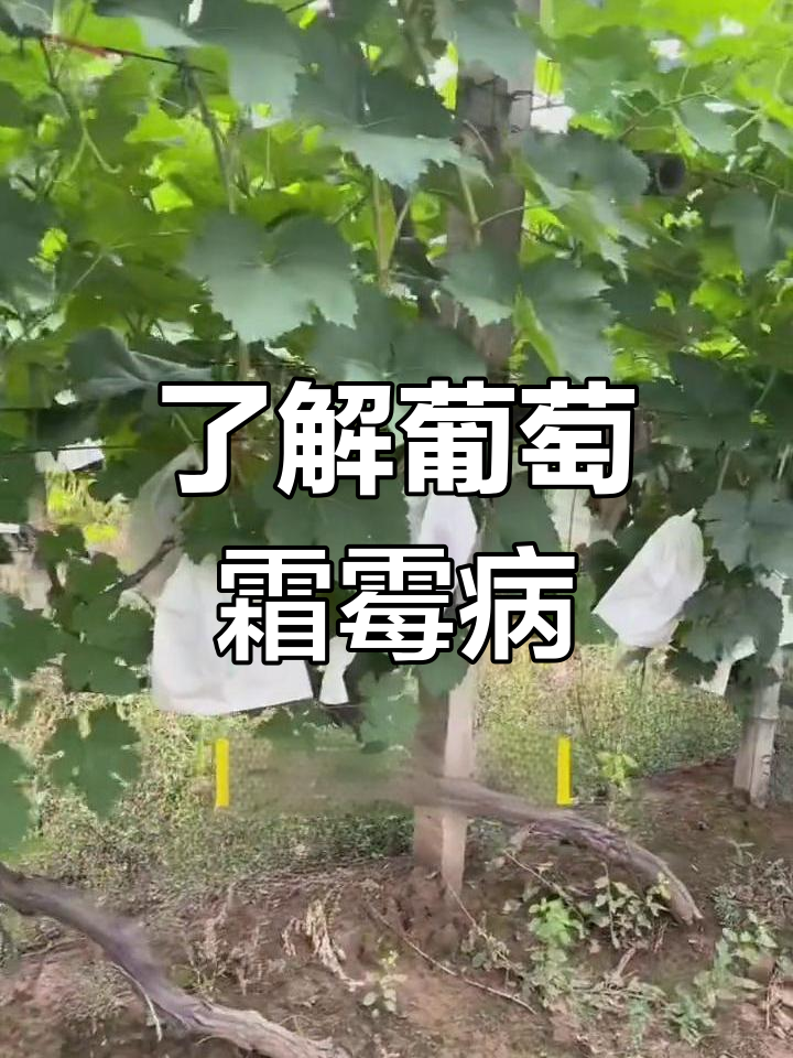 葡萄霜霉病的症状与防治