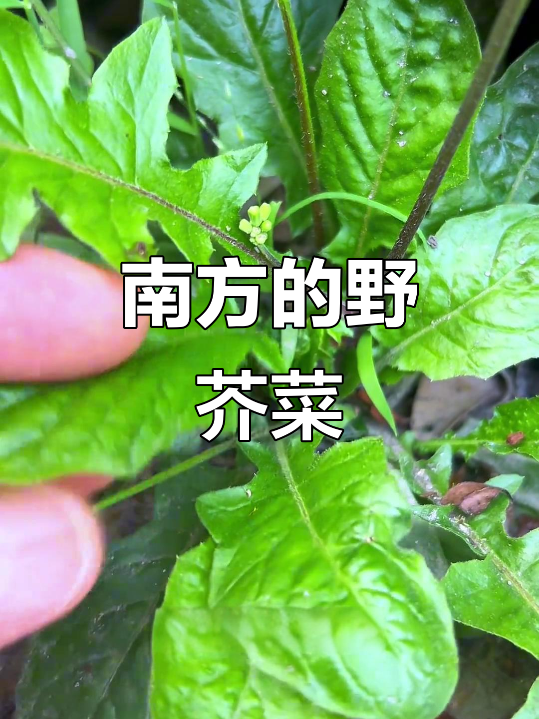 野芥菜,南方常见植物,你见过吗?