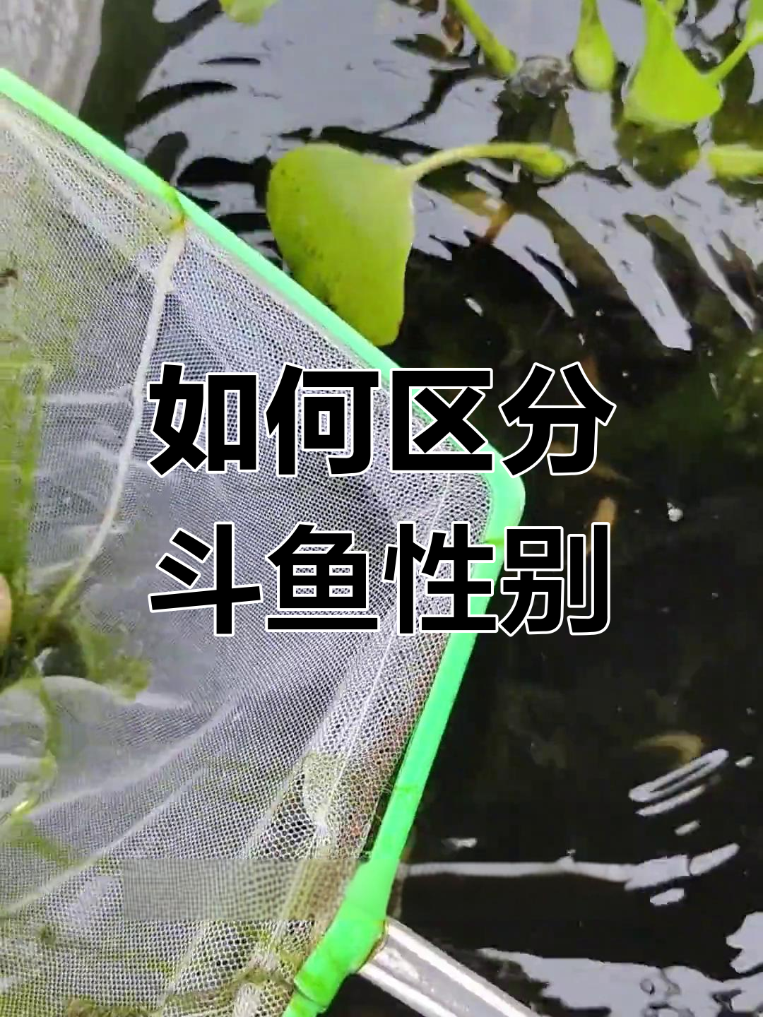 斗鱼公母辨别技巧