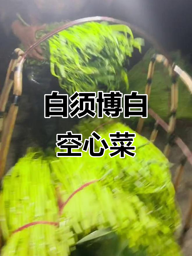 薄白空心菜的独特脆嫩秘诀,白色须须竟是品质保证