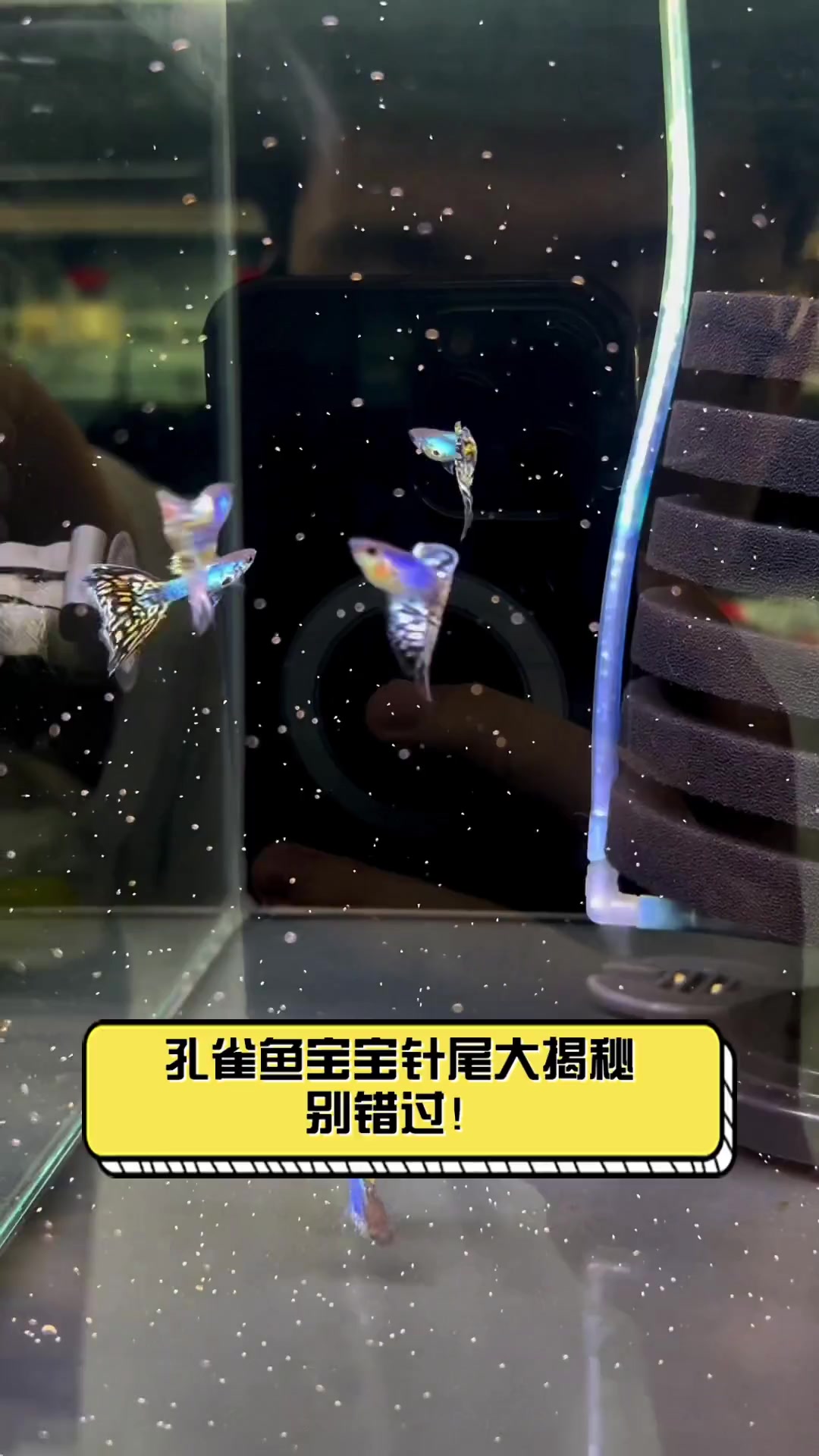 孔雀鱼宝宝针尾大揭秘,别错过!