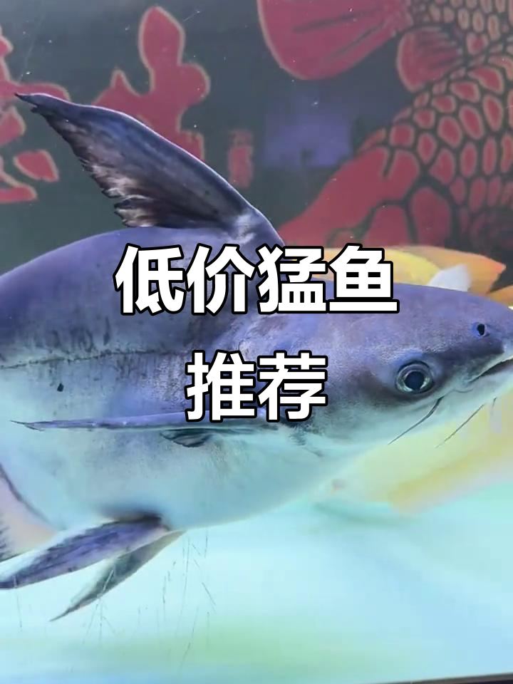 鱼缸里能养的便宜猛鱼，战斗力超强！