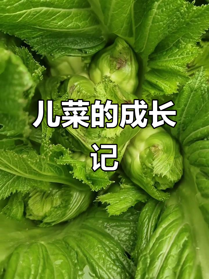 儿菜从种子到长大的全过程，真可爱！