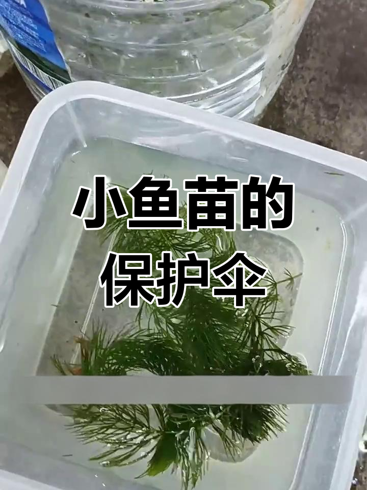 金鱼藻:保护小鱼苗的最佳水草,养不死又净化水质