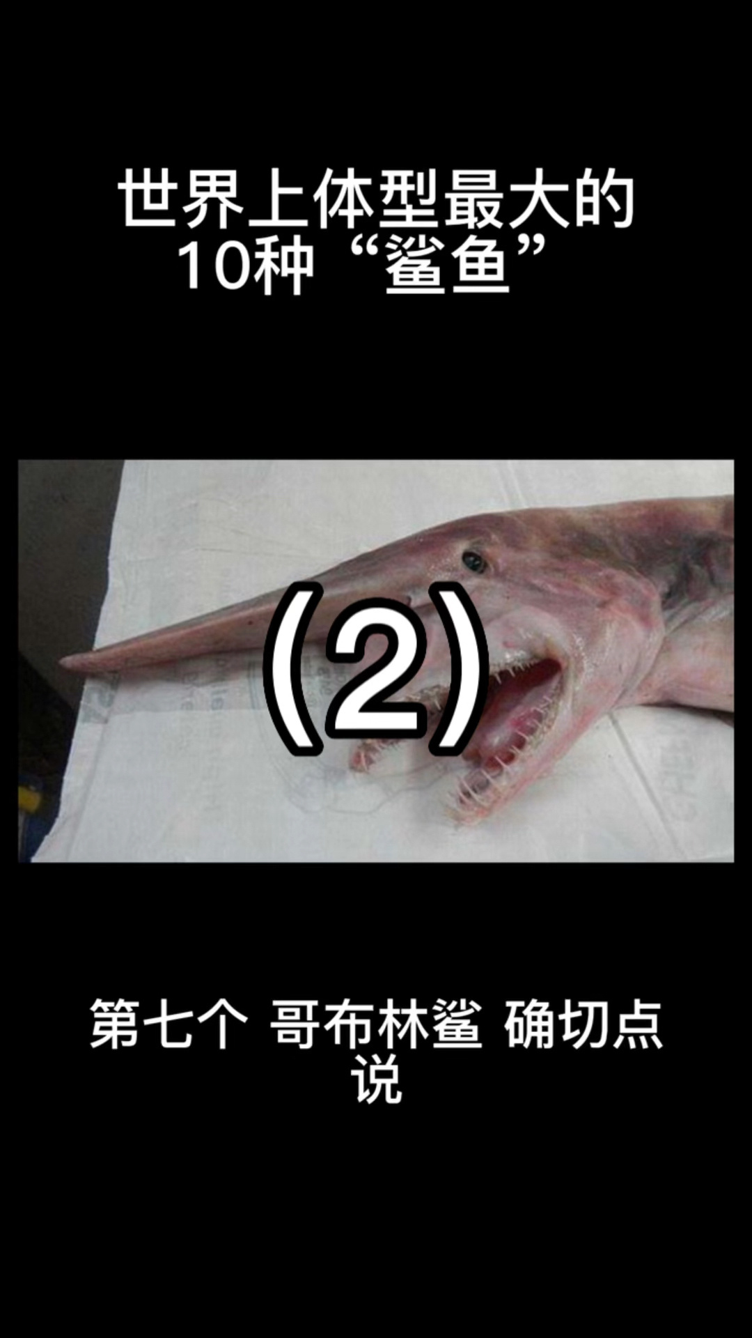 世界上体型最大的10种鲨鱼