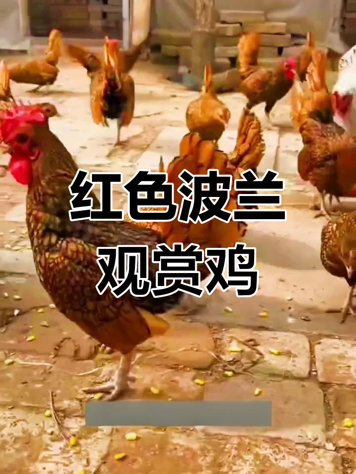 波兰鸡:美丽花纹与玫瑰罐的完美结合