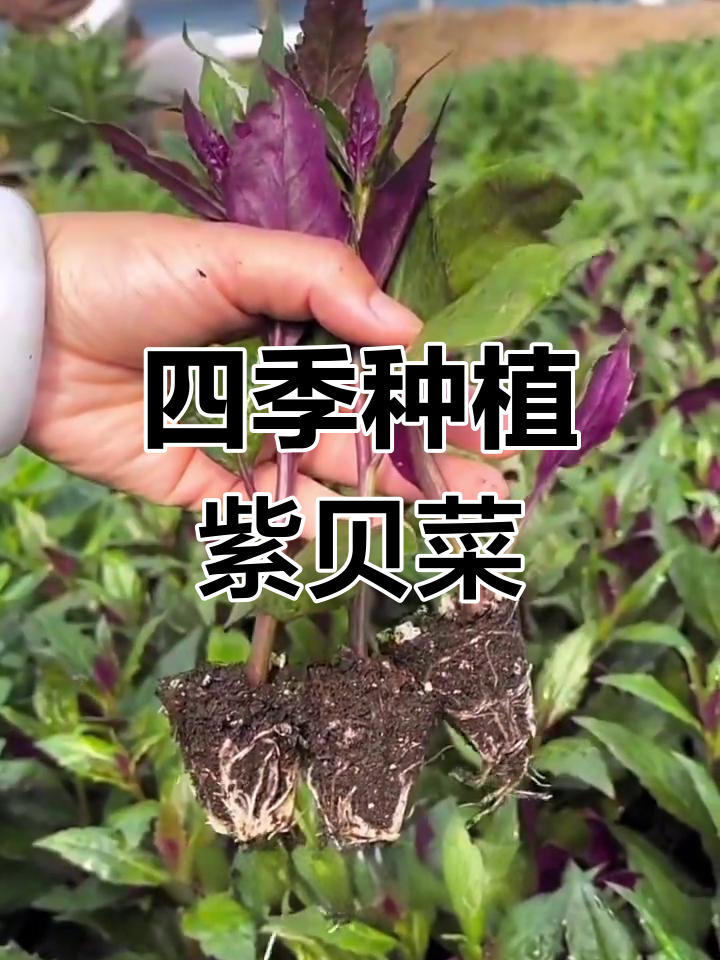 紫贝菜四季可种,阳台小院皆宜,轻松栽培!