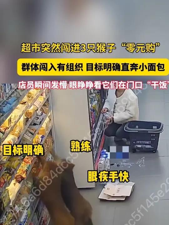 11月18日，贵州贵阳。超市突然闯进3只猴子“零元购”，群体闯入有组织，目标明确直奔小面包