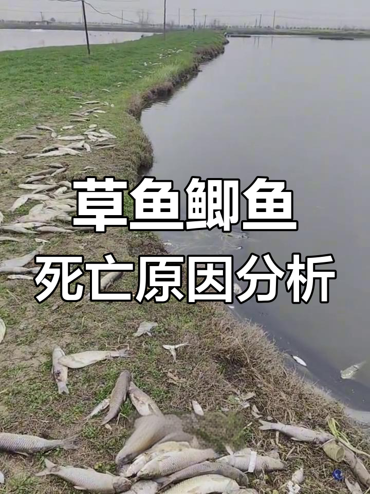 草鱼鲫鱼大量死亡?三大致死原因及应对方法揭秘