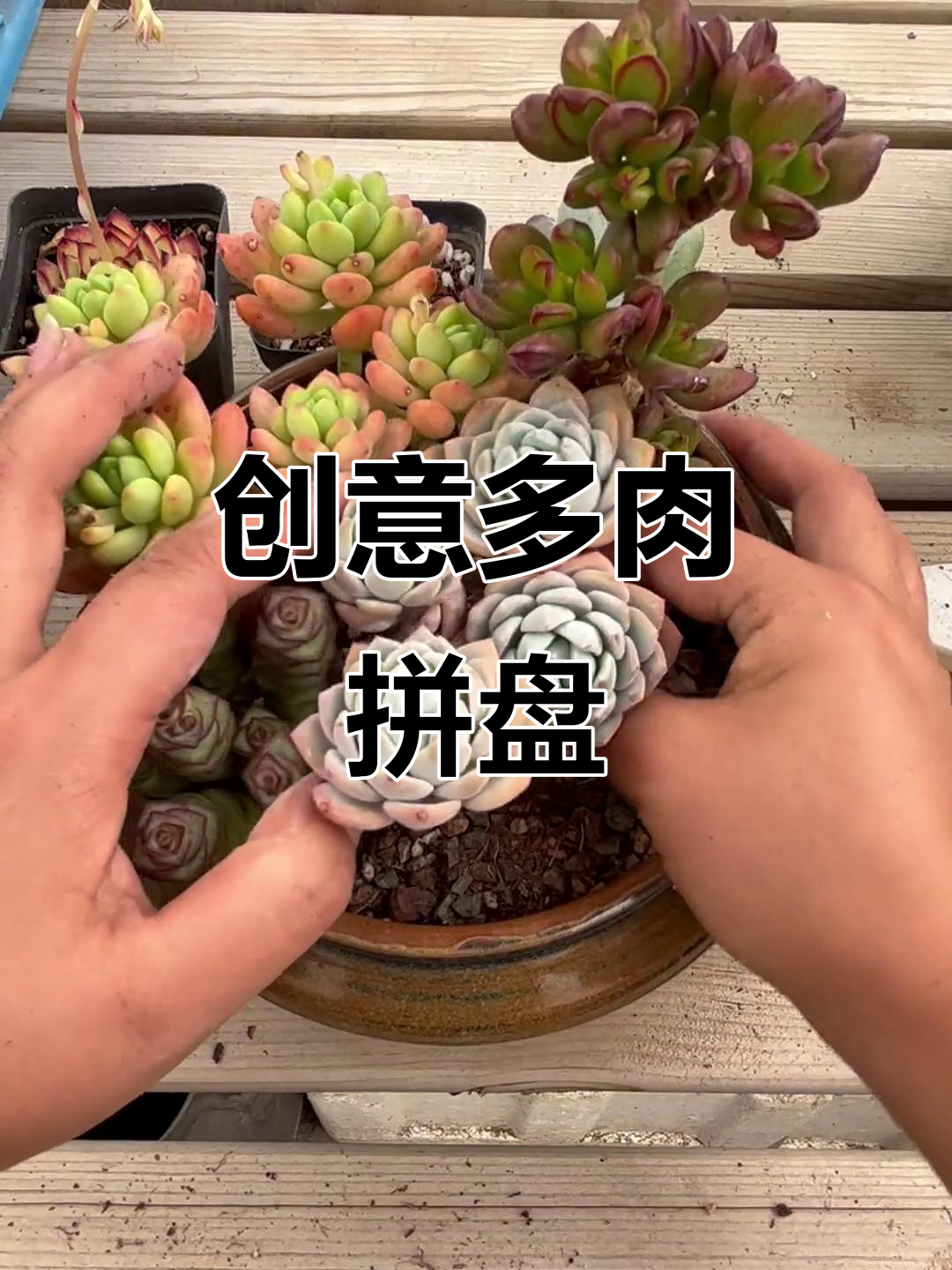 多肉拼盘搭配指南,快来试试这款创意组合!