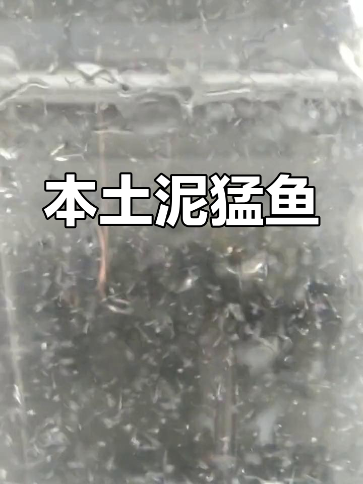 褐篮子鱼卵的本土名称与特征