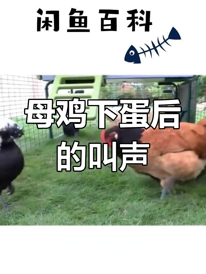母鸡下蛋后为何一直叫?
